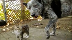 Dog Befriends Disabled Kitten