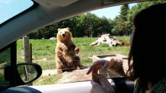 Awesome catch by the bear