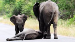 Herd of Elephants Help an Elephant Calf After Collapsing in the Road