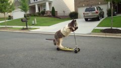 Dog Rides Scooter
