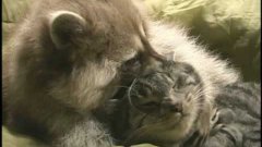 Raccoon and Cat Playing