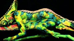 Chameleon Fine Art Bodypainting
