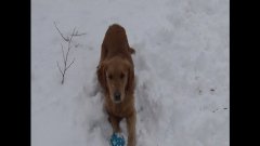 Golden retriever confused by squeaky toy