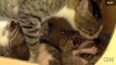 Baby squirrel adopted by cat learns to purr