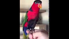 Parrot imitates phone ringing sounds