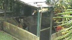 Dog Climbs Fence To Escape Cage