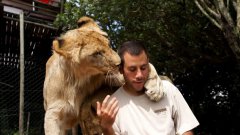 Man Hugging, Cuddling With Two Lions