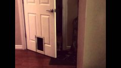 Cat Rudely Ignores Cat Door