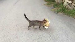 Cat Steals Stuffed Tiger From the Neighbors House