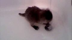 Baby Raccoon In Bath