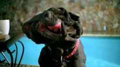 Dog Slobbering In Ultra Slow Motion Friskies Commercial