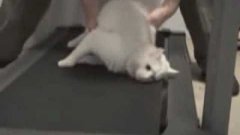 Cat Won’t Walk On Treadmill