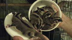 Sugar Gliders Packed In A Cool Whip Container