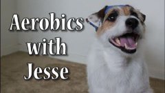 Dog Does Aerobics