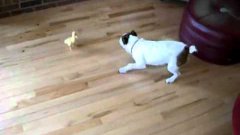 Dog Scared Of Baby Duckling