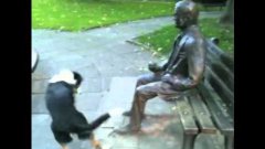 Dog Begs Statue To Throw Stick To Play Fetch