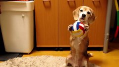 Dog Learns To Catch With Paws