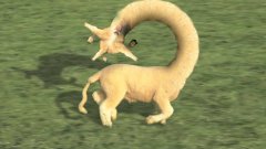 Crazy Sheep Video