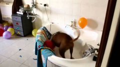 Dog Pops Balloons For His Birthday