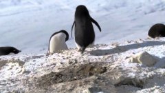 Stealing Penguins