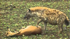 Gazelle's LUCKY ESCAPE from CHEETAH and HYENA by PLAYING DEAD!