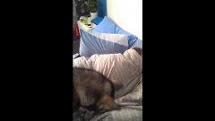 Husky + laser pen alarm clock