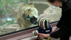 Lioness Tries To Eat Baby Through Glass Wall