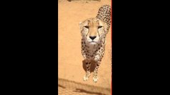 Cheetah Meows