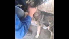 Abused Dog Petted For The First Time