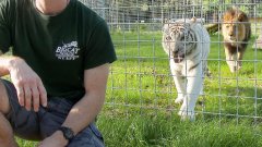 Never Turn Your Back on BIG CATS!