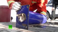 Firefighters Save Kitten Stuck In Pipe