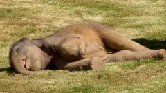 Mother Elephant Can't Wake Sleepy Baby