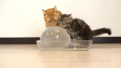 Cats and ice ball