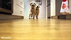 Pups running for dinner, timelapse style