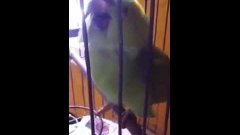 Parrot crying like a baby