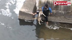 A Dog's Being Saved and it's reaction after that