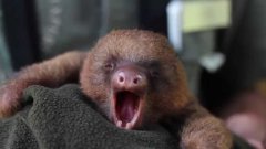 Baby Sloth Yawning And Sleeping