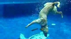 Dog Dives In Pool And Picks Up Two Fisbees At Once