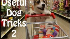Jack Russel Terrier Does Very Useful Tricks