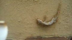 Ants Carry Dead Lizard Up Wall