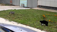 Cat And Dog Stand Off