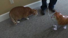 Cat Attacks Balloon Cat